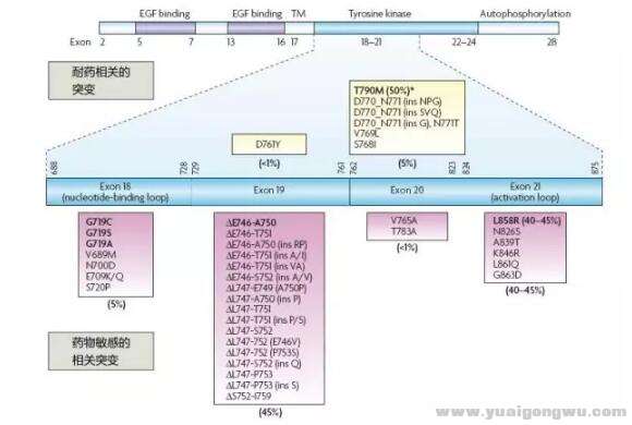 EGFR突变位置.jpg